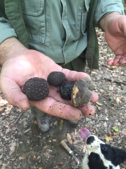 Caccia al tartufo a Volterra con tartufaio e cane addestrato durante un team building enogastronomico